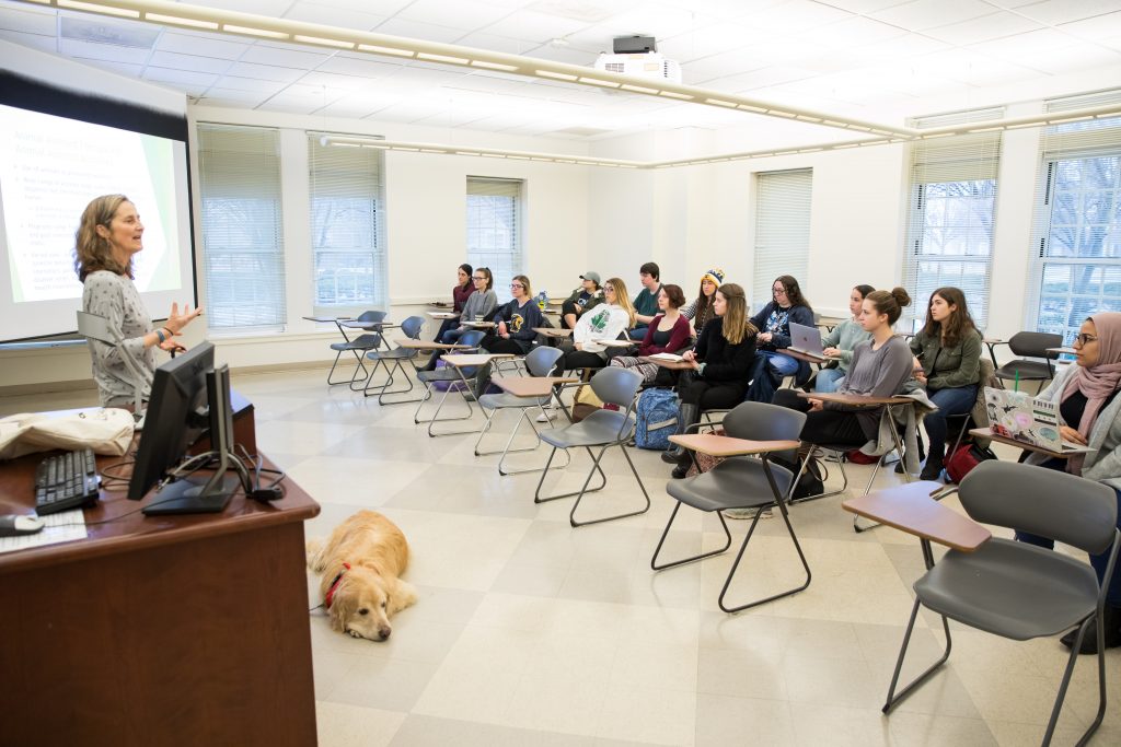 Psychology professor shares how reading-to-dog programs can help elementary school literacy, behavior