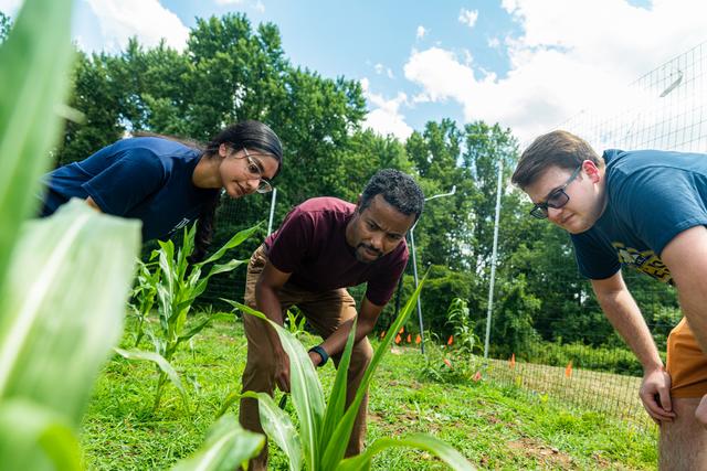 TCNJ biologists are on a mission to strengthen one of the world’s most versatile — and tasty — crops.